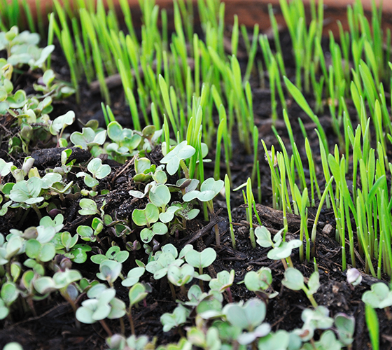 A close up of some plants growing in the ground