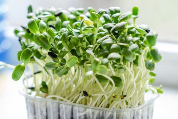 A close up of some green sprouts in a glass