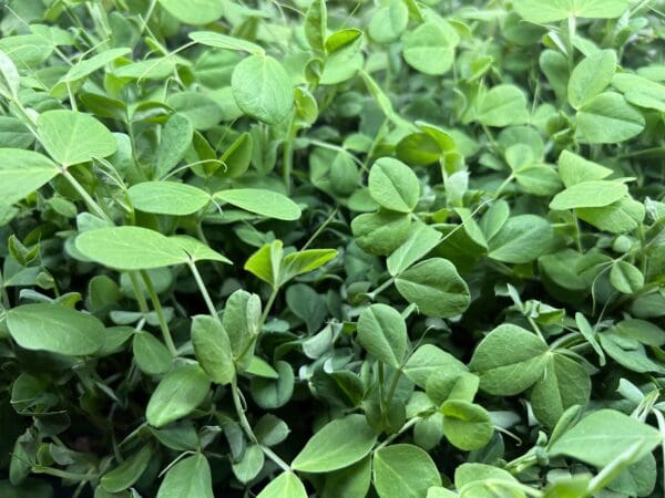 Pea Shoots