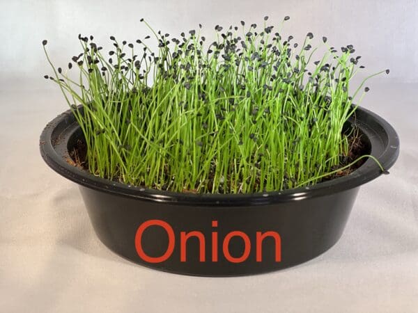 A bowl of onion grass is shown with the word " onion ".