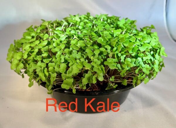 Kale