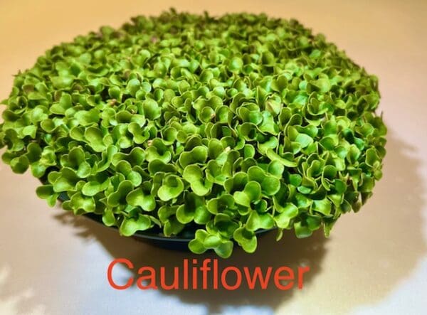 Cauliflower