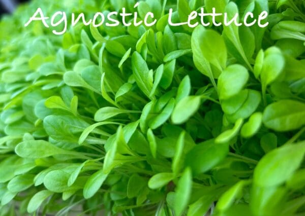 A close up of some green plants with the words agnostic lettuce written underneath