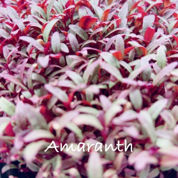 A close up of the leaves of amaranth