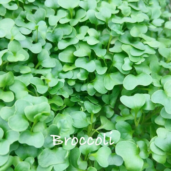 A close up of broccoli leaves with the word broccoli written underneath.