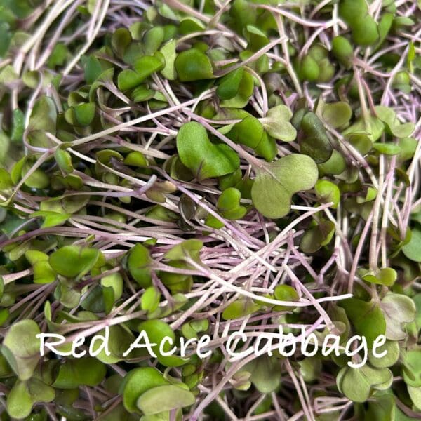 A close up of some green sprouts with red acre cabbage