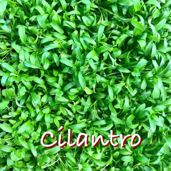 A close up of cilantro leaves with the word cilantro in front.